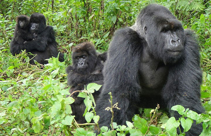 uganda mountain gorillas